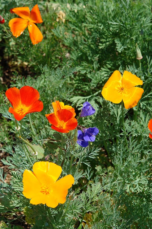 Multi Colored Poppies Photograph by Nancy-Fay Hecker - Fine Art America