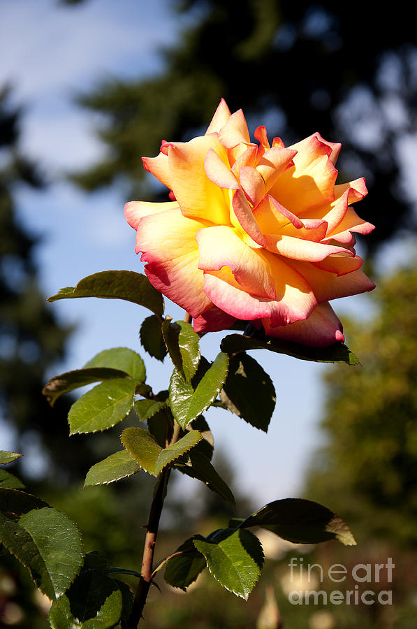 Multi-colored Rose Photograph by Brenda Kean