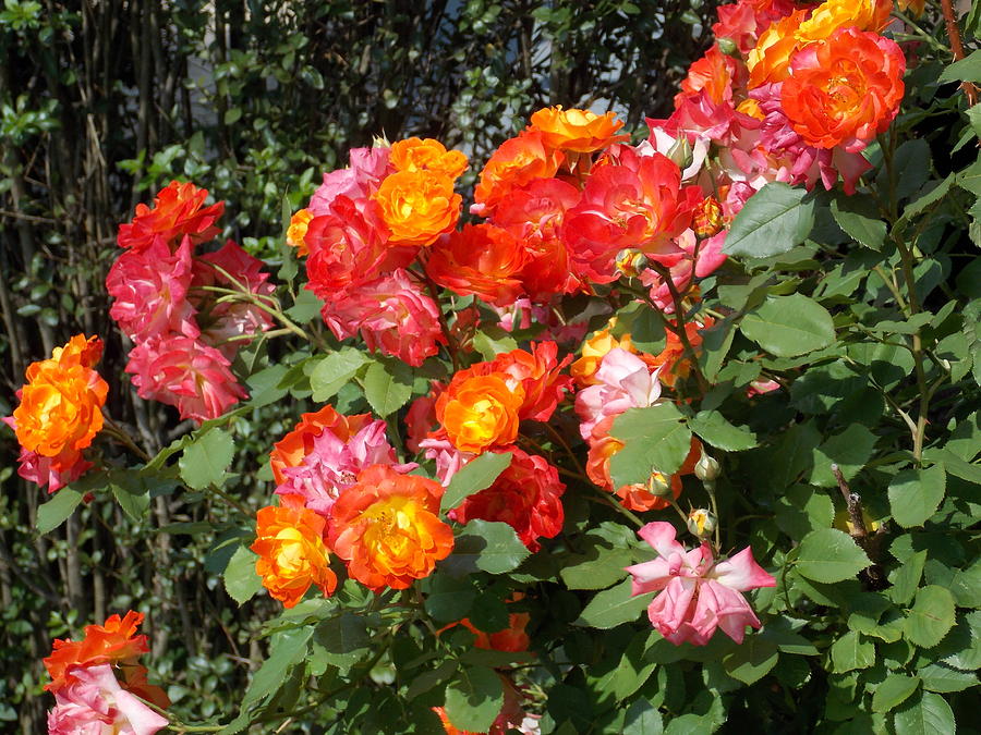 Multi Colored Rose Bush Photograph by Catherine Gagne