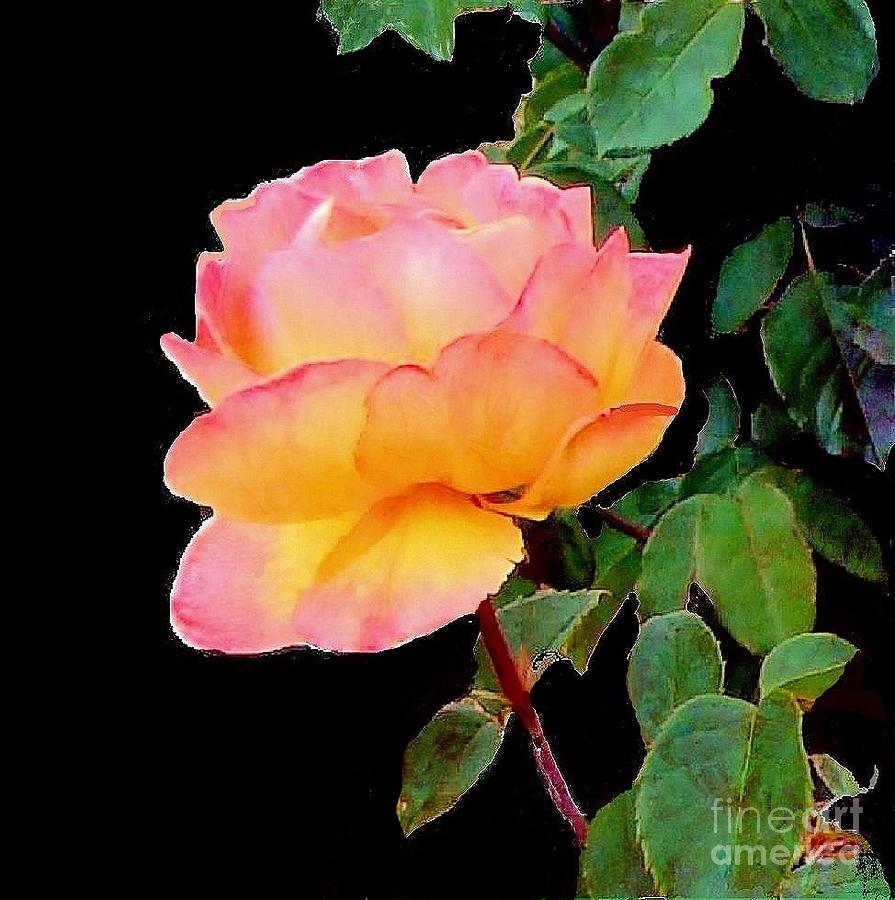 Multi-colored Rose Photograph by Janette Boyd