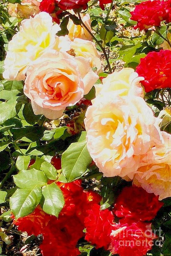 Multi-Colored Roses Photograph by Janette Boyd