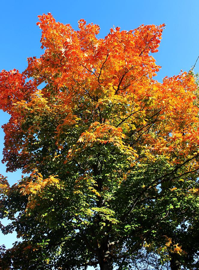 Autumn Tree Photograph - Multi-colored tree by Alina Skye