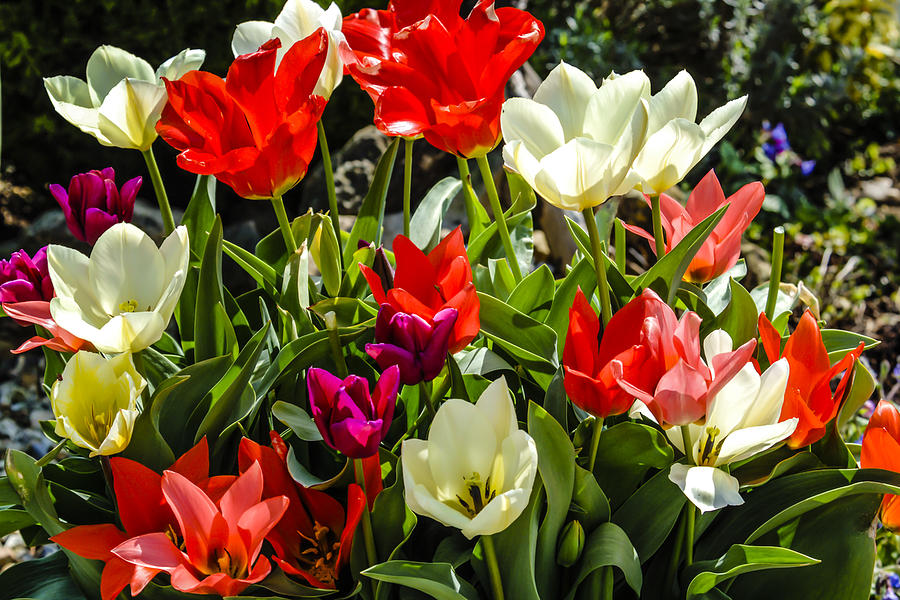 Multi-colored tulips. Photograph by Chris Smith