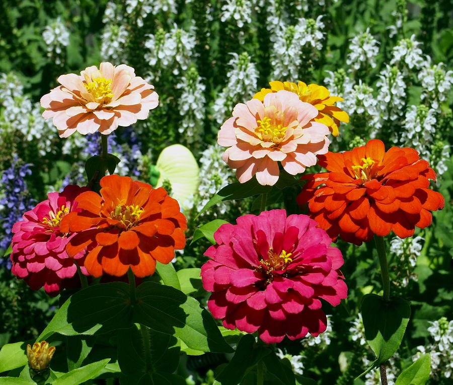 Multi Colored Zinnia Flowers in Garden Photograph by Amy McDaniel