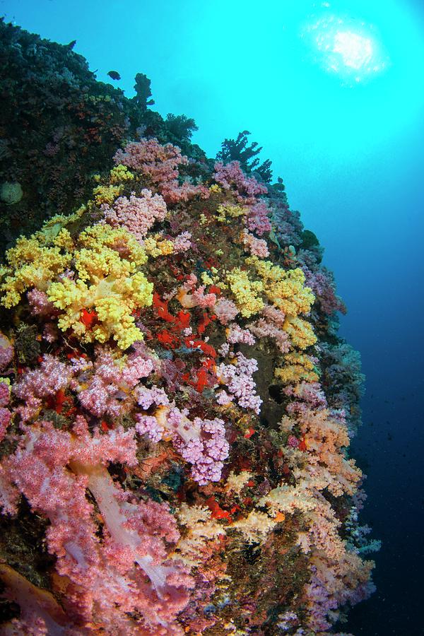 Cebu Photograph - Multi Coloured Soft Coral On Reef by Scubazoo