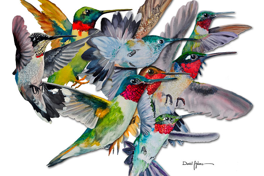 Hummingbird Painting - DA053 Multi-Hummers by Daniel Adams by Daniel Adams