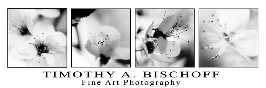 Flower Photograph - Multi Image Print 001 by Timothy Bischoff
