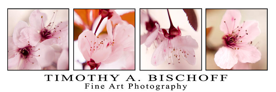 Flower Photograph - Multi Image Print 003 by Timothy Bischoff