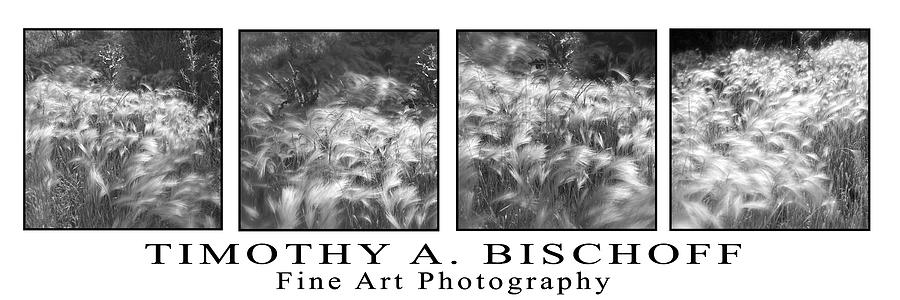 Flower Photograph - Multi Image Print 006 by Timothy Bischoff