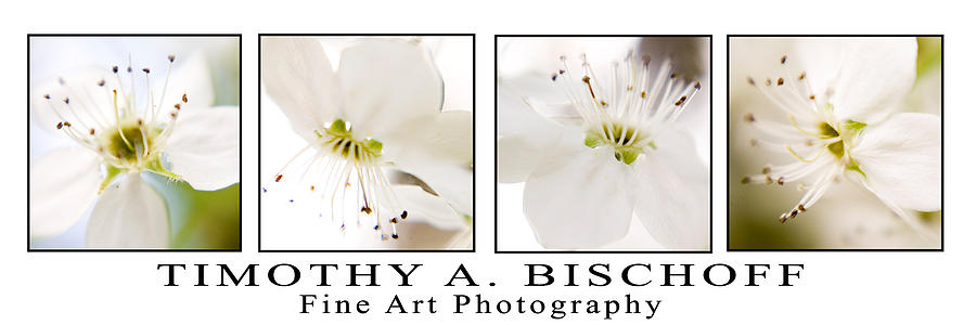 Flower Photograph - Multi Image Print 008 by Timothy Bischoff