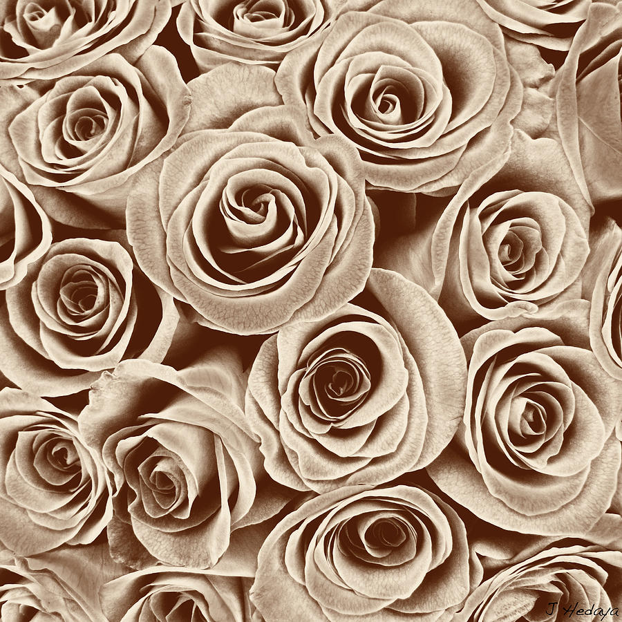 Rose Photograph - Multi Rose Sepia by Joseph Hedaya