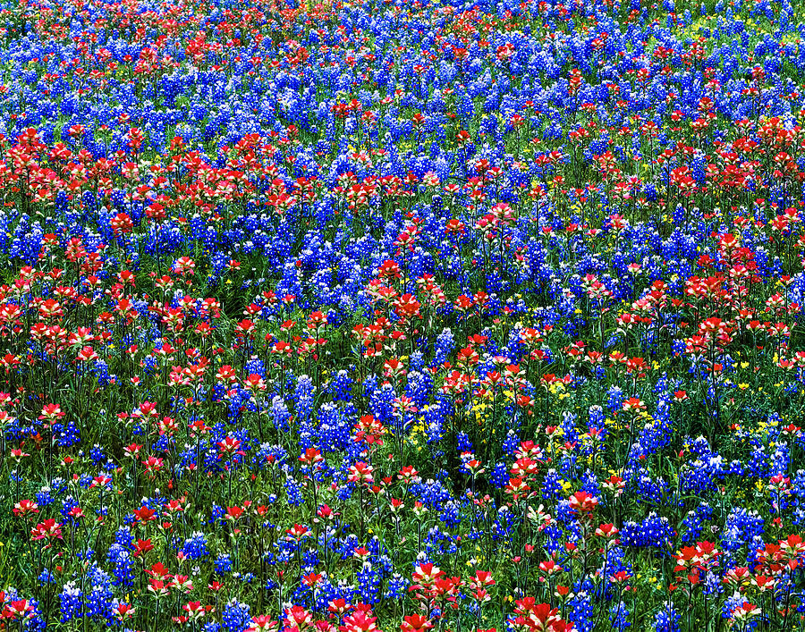 Multicololored Wildflowers, Red Indian Photograph by Dszc
