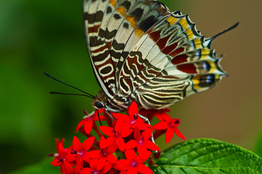 Multicolor Butterfly Photograph by John Hoey