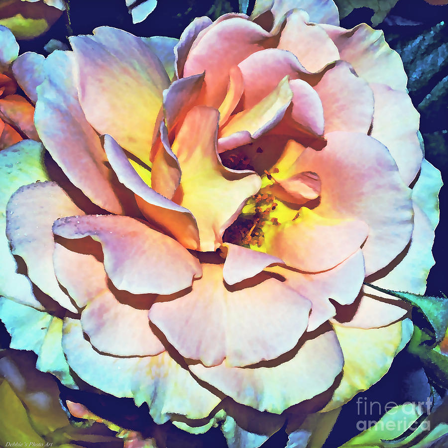Multicolor Rose photoart Photograph by Debbie Portwood