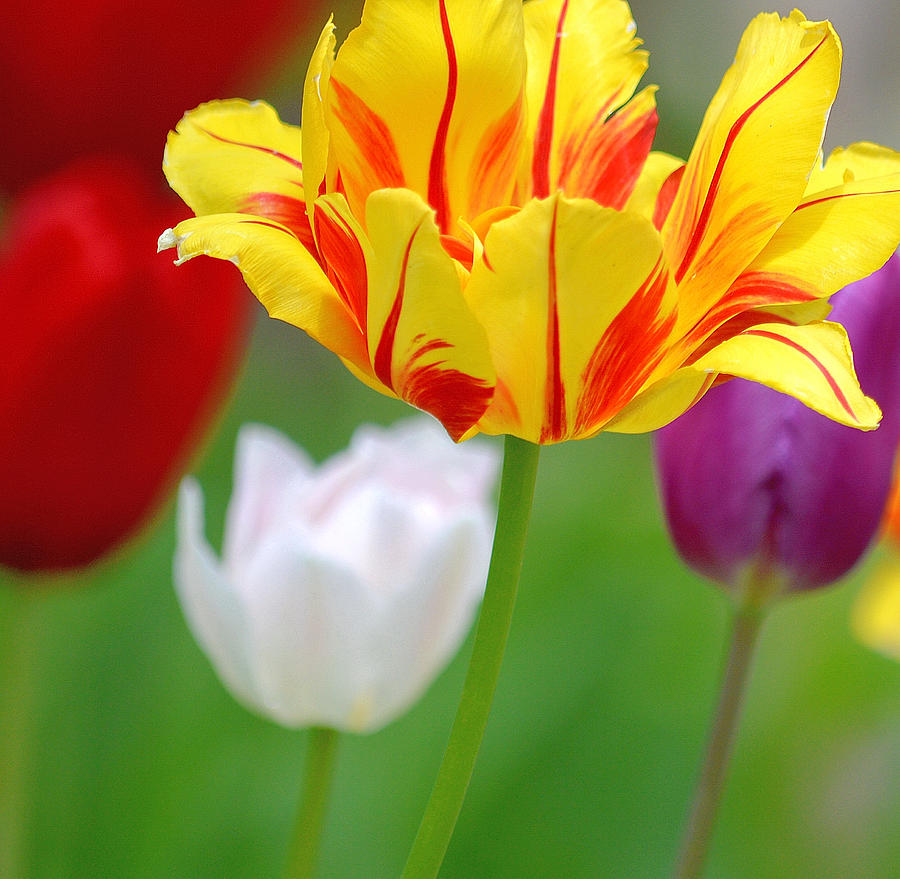 Multicolor Tulips Photograph by Joan Han