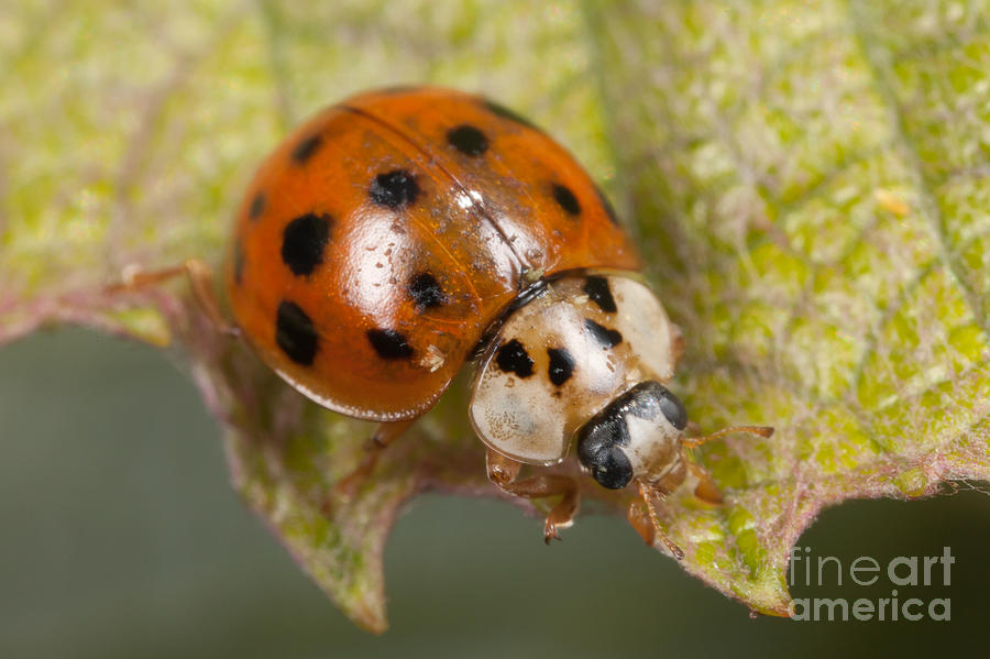 Multicolored Asian Lady Beetle Photograph by Clarence Holmes