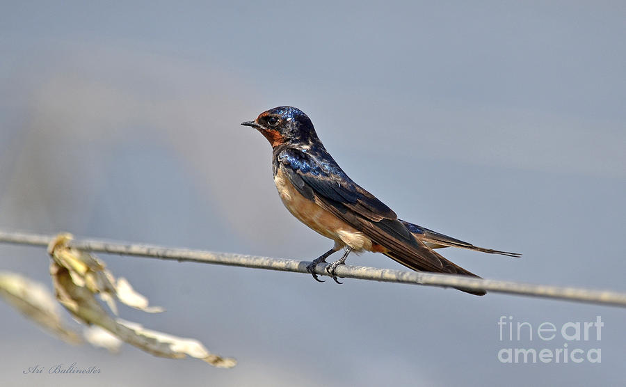 Multicolored Barn Swallow Photograph by Arik Baltinester