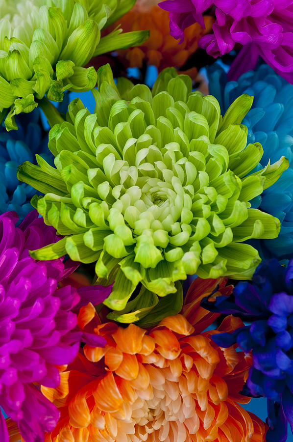 Multicolored Chrysanthemums  Photograph by Jim Corwin