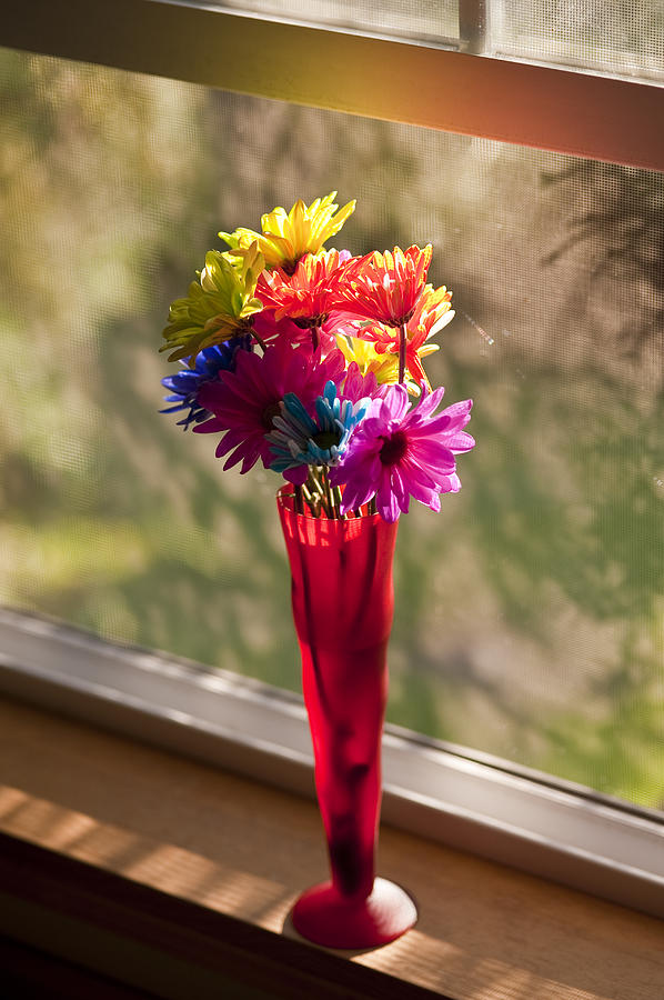 Multicolored daisies on window sill Photograph by Jim Corwin