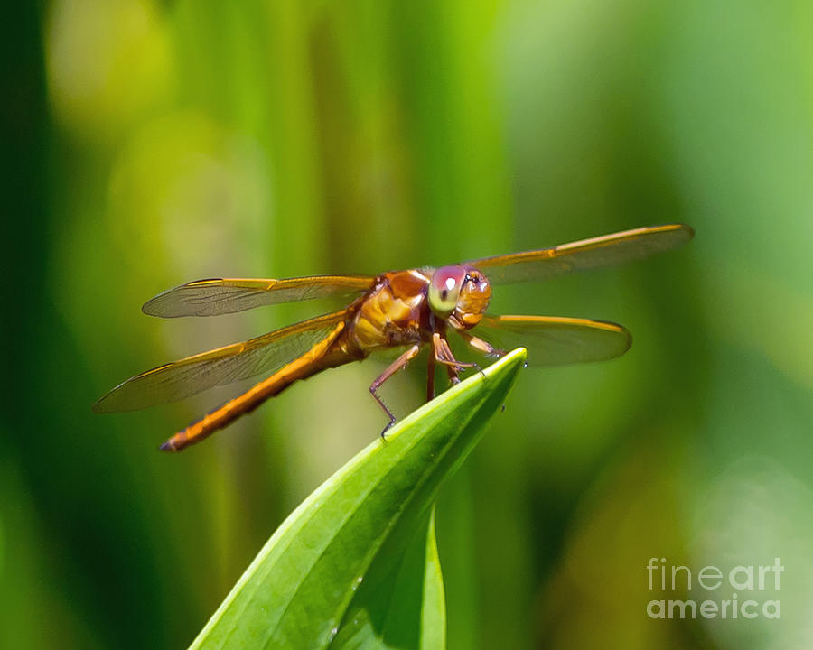 Multicolored Dragonfly Photograph by Stephen Whalen