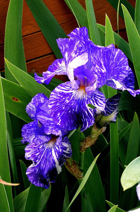 Multicolored Iris Photograph by Kay Novy
