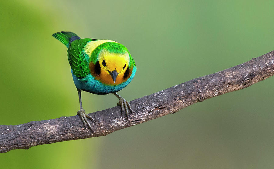 Witness the mesmerizing combination of vivid colors displayed by the Multicolored Tanager bird in this captivating video