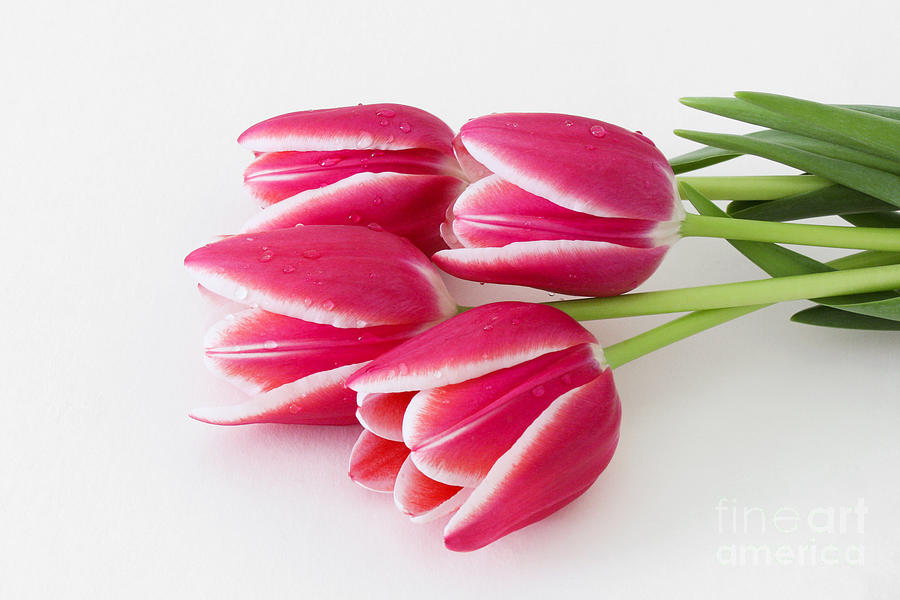 Multicolored Tulips Photograph by Anita Oakley