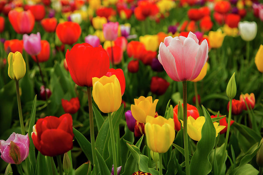 Multicolored Tulips Photograph by Bob Pool