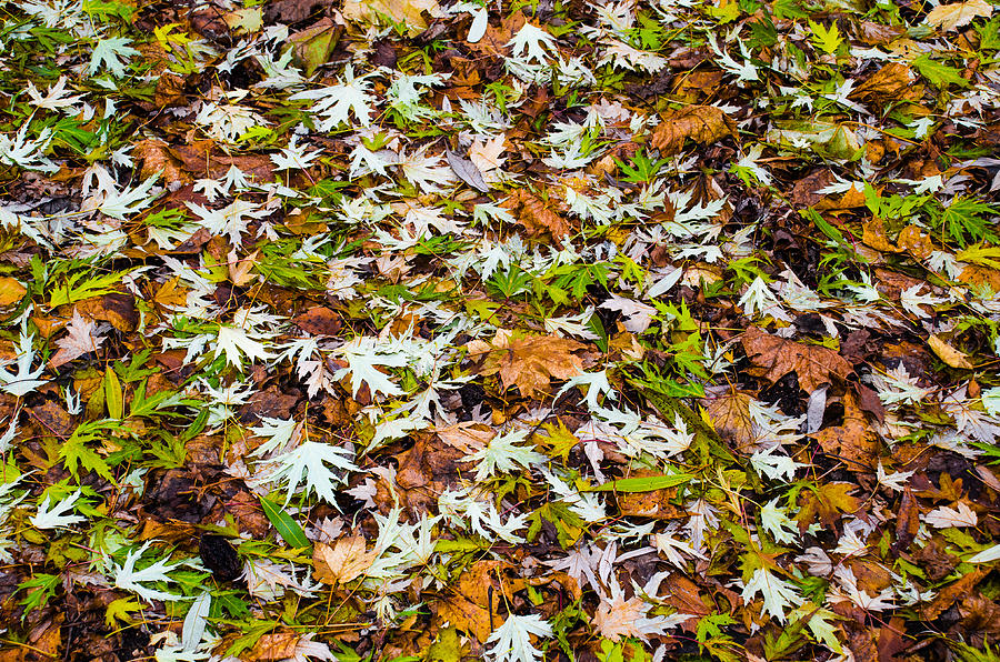 Multicolority Photograph by Michael Goyberg Multicolority Photograph by Michael Goyberg