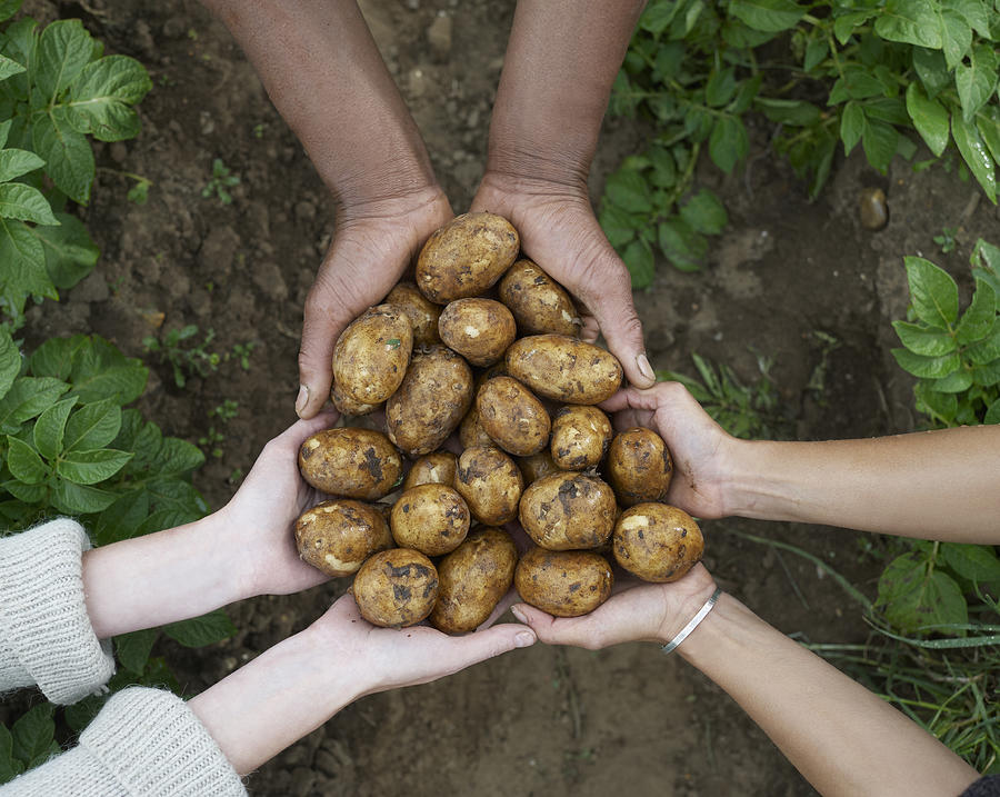 Multicultural hands holding fresh potatoes. Photograph by Dougal Waters