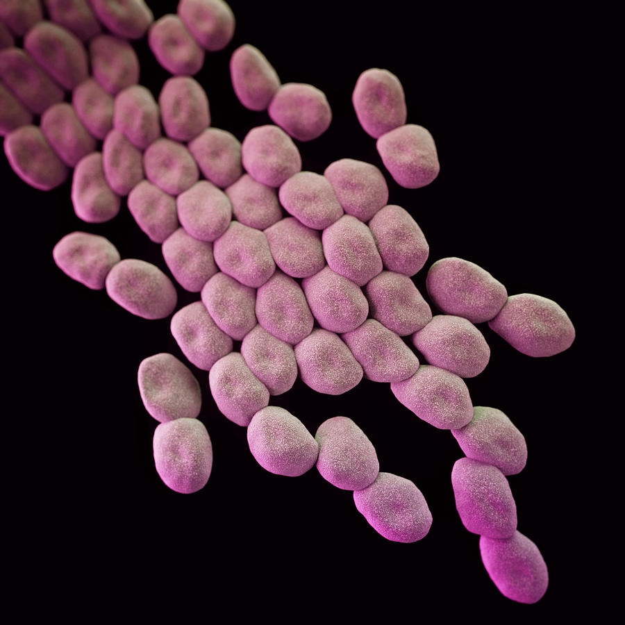 Multidrug-resistant Acinetobacter Photograph by Science Source