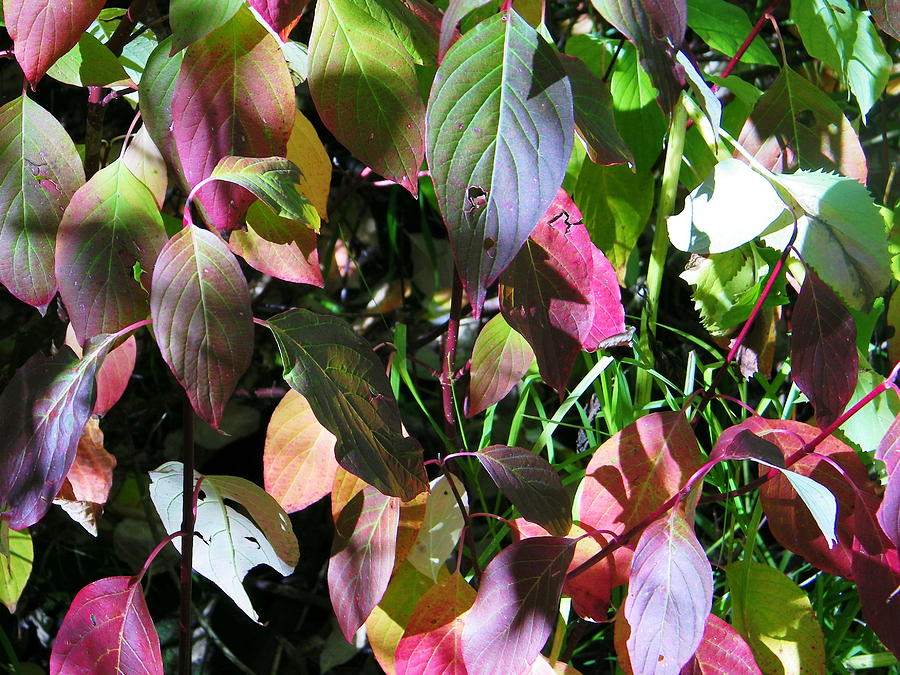 Multihued Fall Foliage 3 Photograph by Dale Jackson | Fine Art America