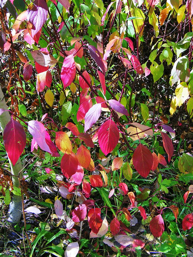 Multihued Fall Foliage 4 Photograph by Dale Jackson - Fine Art America