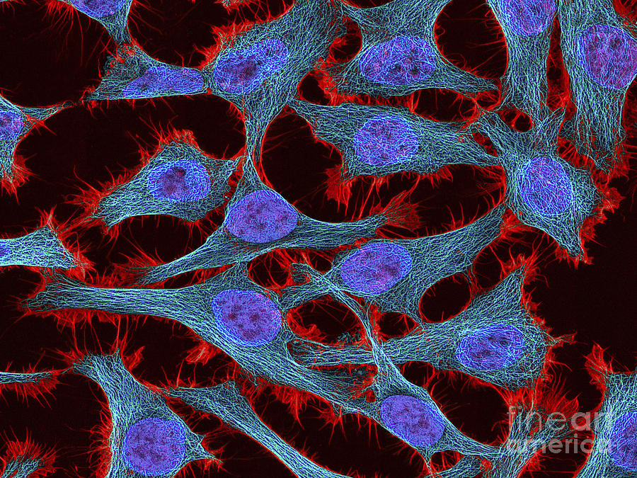 Multiphoton Fluorescence Image Of Hela Photograph by National Institutes of Health