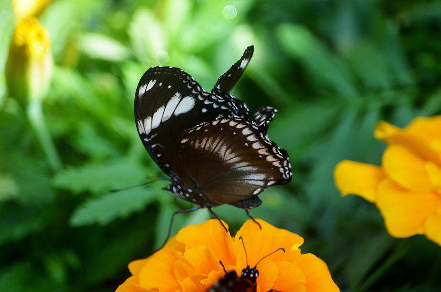 Multiple Butterflies Photograph