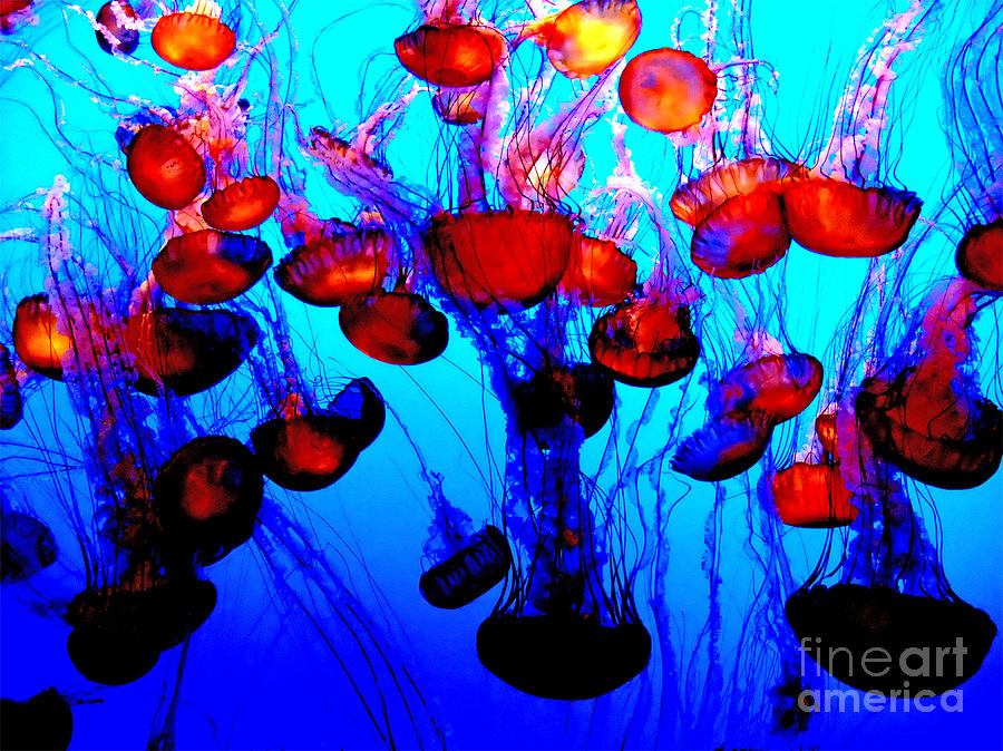 San Francisco Photograph - Multiple Jellyfish  II by Jim Fitzpatrick