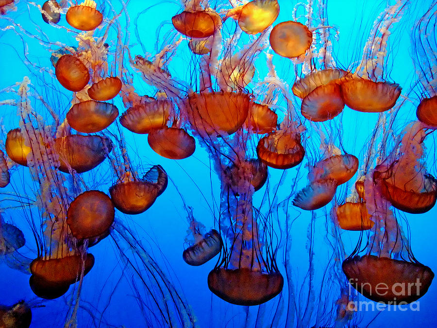 San Francisco Photograph - Multiple Jellyfish  by Jim Fitzpatrick
