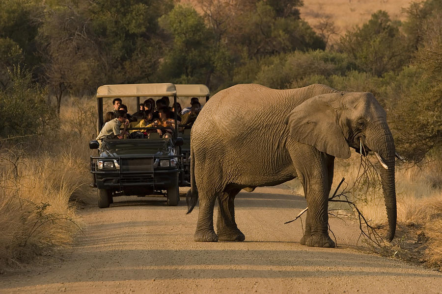 Multiple people on a safari viewing an elephant Photograph by Cay-Uwe