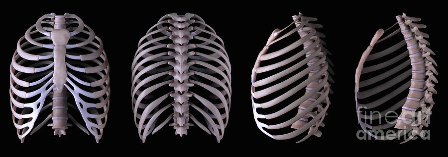 Skeleton Photograph - Multiple View Of The Rib Cage by Science Picture Co