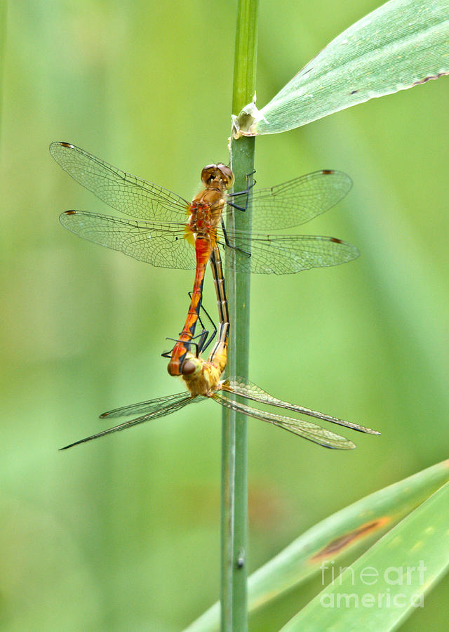 Multiplying Dragonflies Photograph by Cheryl Baxter