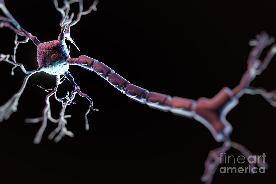 Multipolar Neuron Photograph by Science Picture Co