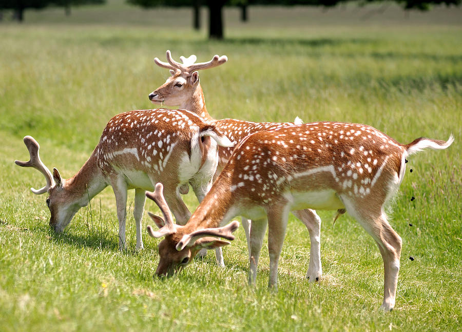 Deer Photograph - Multitasking Deer in Richmond Park by Rona Black