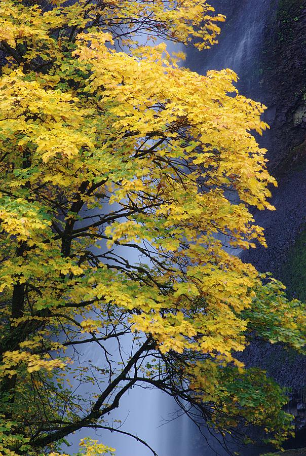 Multnomah Falls Maple Photograph by Ken Dietz