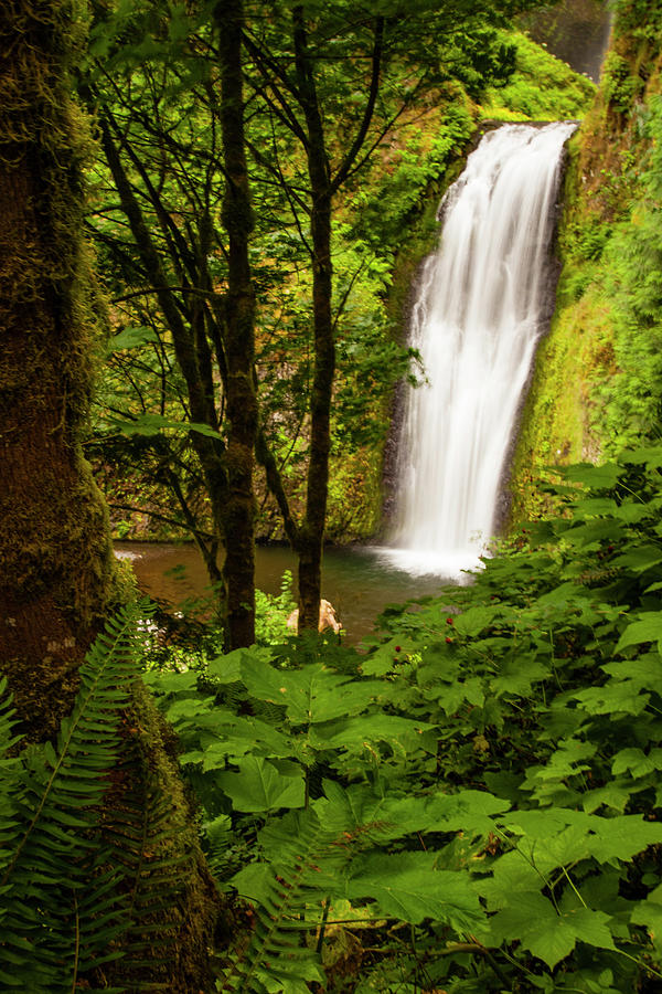 Multnomah Falls, Scenic Of Waterfall Photograph by Danita Delimont Multnomah Falls, Scenic Of Waterfall Photograph by Danita Delimont