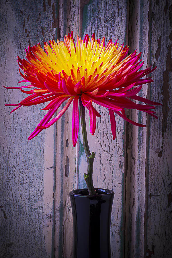 Flower Photograph - Mum Against Old Wall by Garry Gay