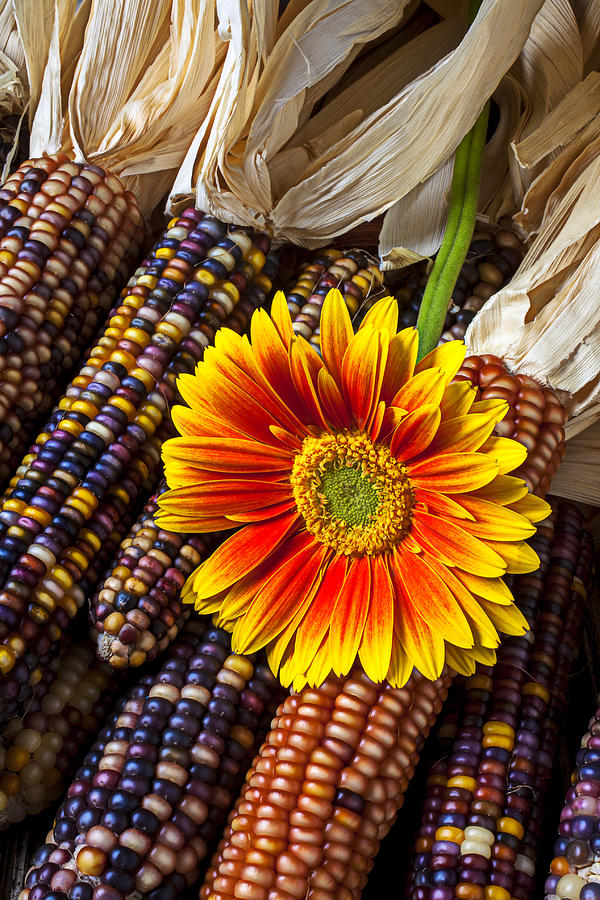 Daisy Photograph - Mum and Indian corn by Garry Gay