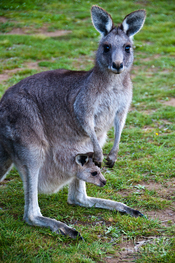Mum and Joey Kangaroo Photograph by Peter Kneen