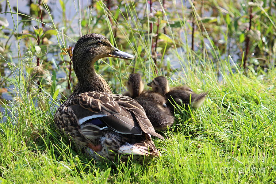 Mum and Kids Photograph by Four Hands Art - Fine Art America