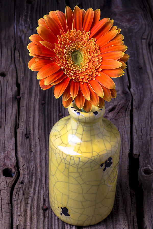 Still Life Photograph - Mum in yellow vase by Garry Gay