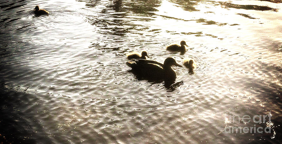Mumma Duck And Ducklings Photograph